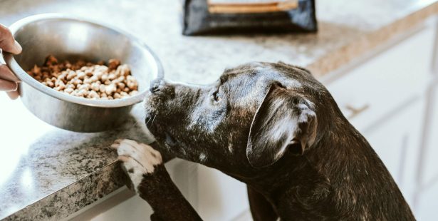 pet food map ontario