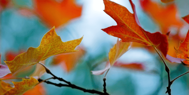 fall, official, arrive, astronomy, cold, days, autumn weather, Ontario