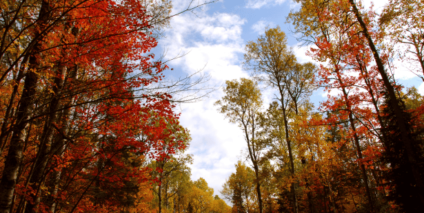 fall, weather, chilly, cool, sunshine, cloudy, southern, Ontario.