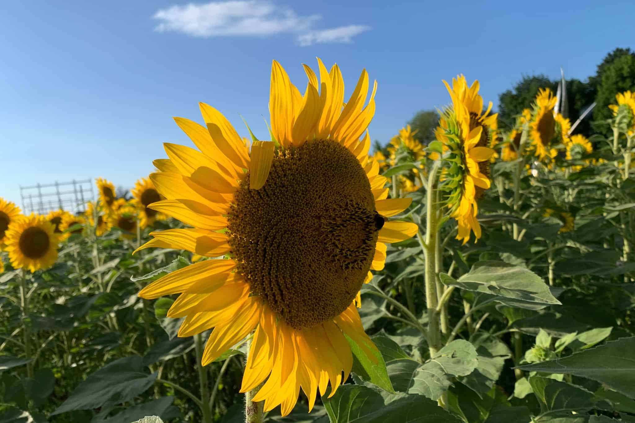 sunflowers bloom mississauga