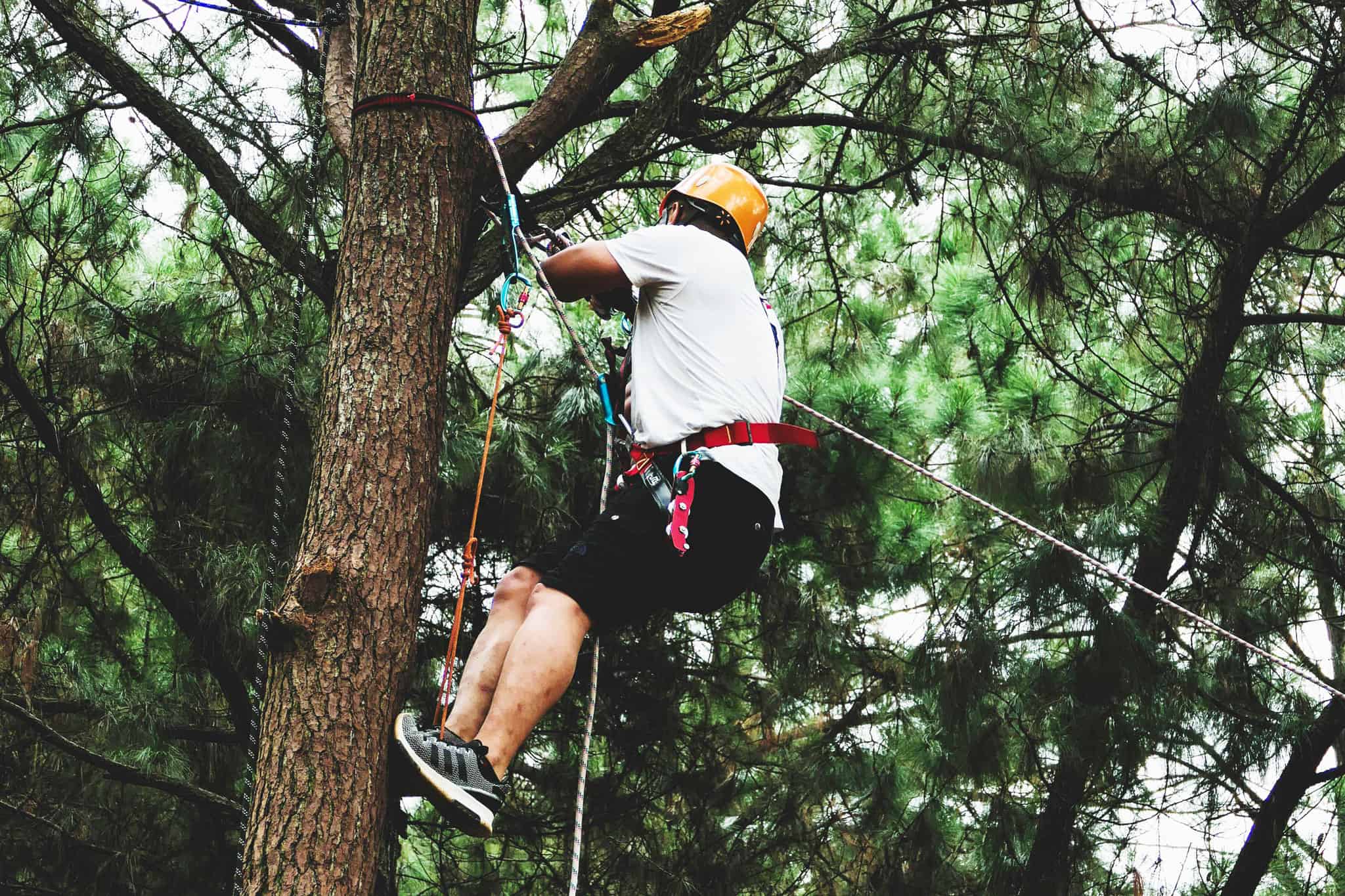 tree climbing championship mississauga