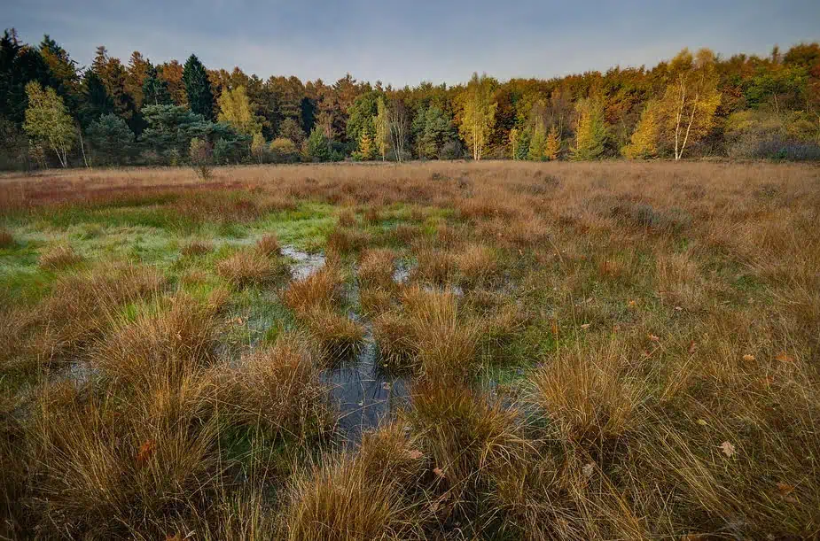 Lake Scugog wetlands