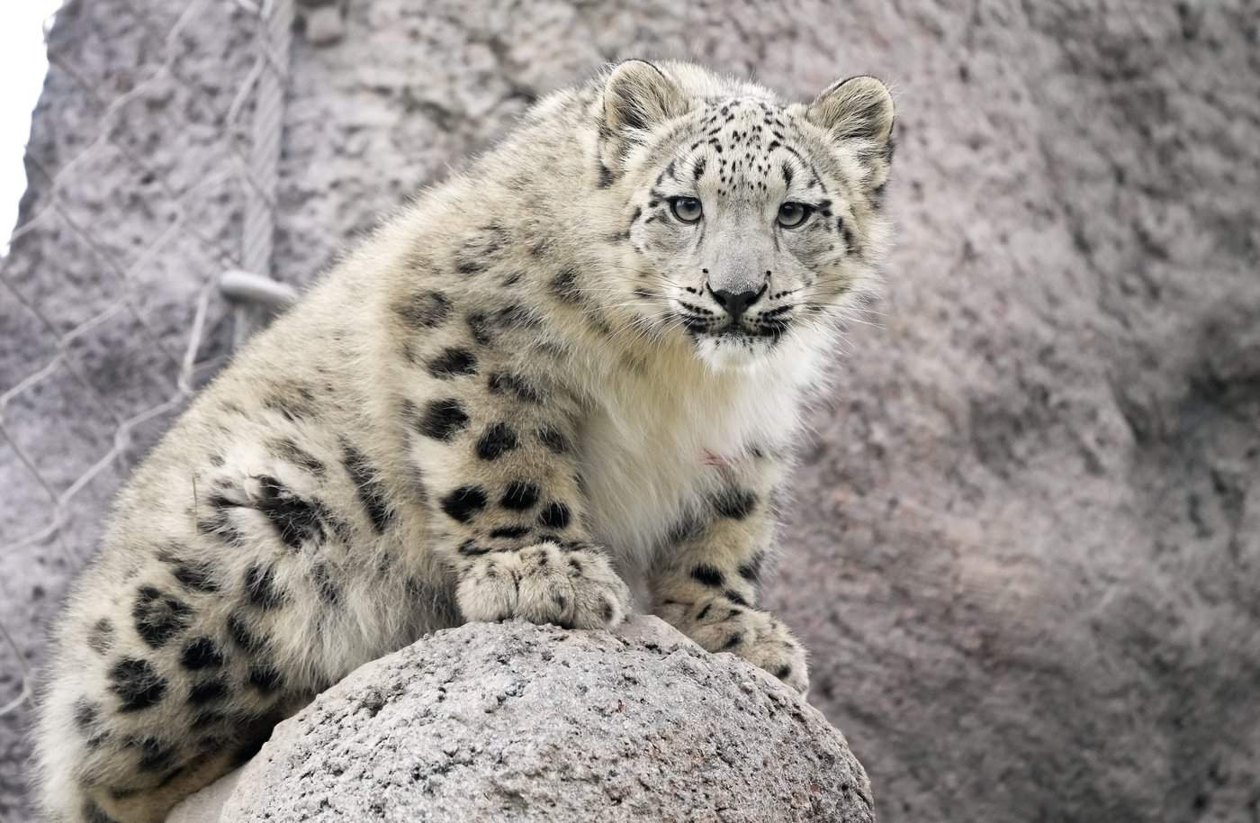 Toronto Zoo snow leopard cubs