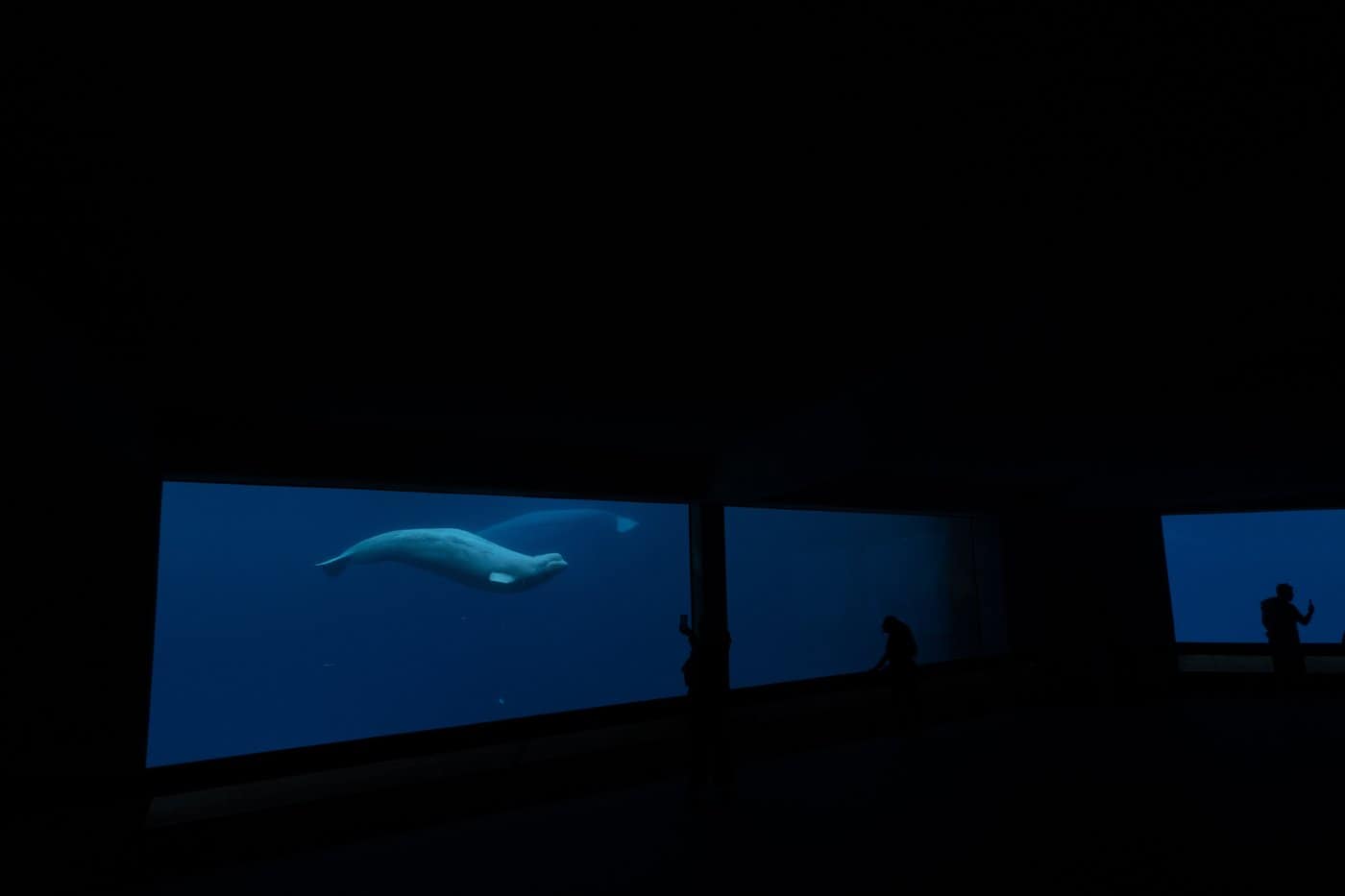 Another beluga what dies, fourth in the past year at Marineland in Niagara Falls, Ontario