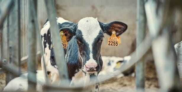 Dairy calves fall onto Ontario highway.