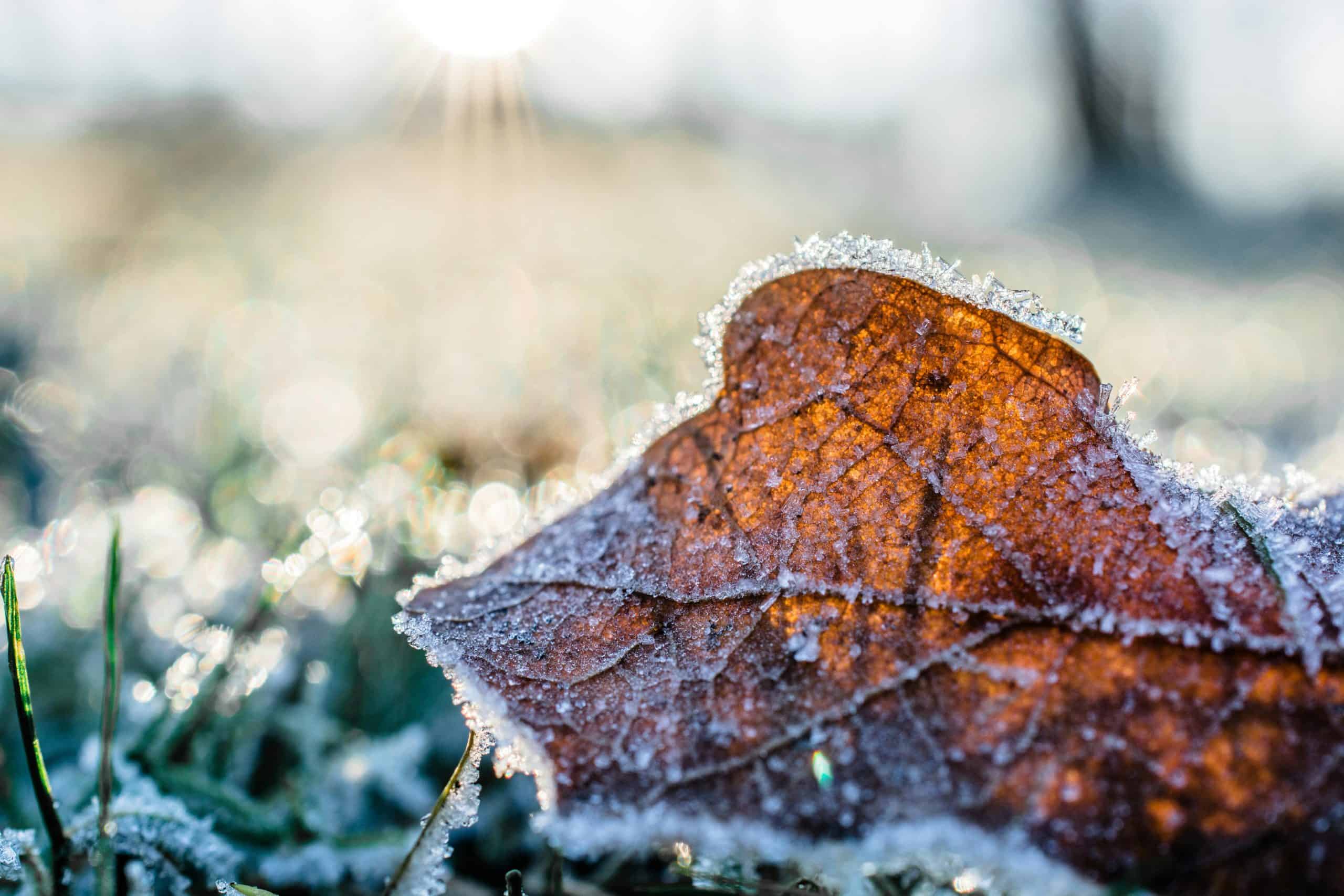 Overnight frost warning issued to Mississauga, Brampton, Niagara Falls and other GTHA municipalities