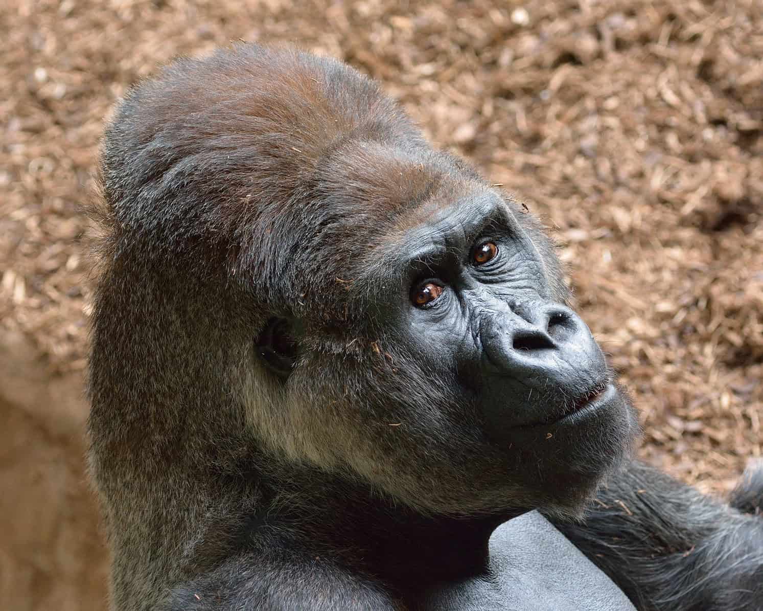 gorilla dies Toronto Zoo