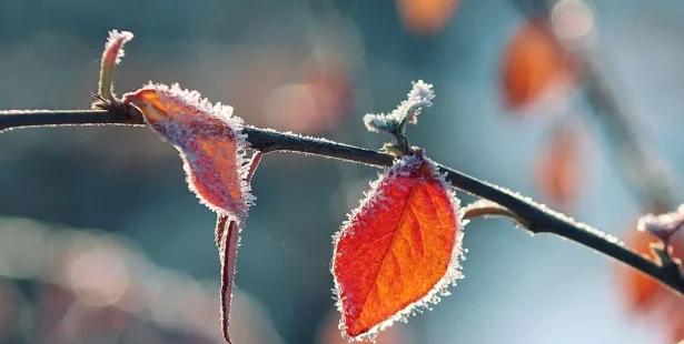 frost, advisory, warning, cold, freezing, slippery, frozen, southern, Ontario.