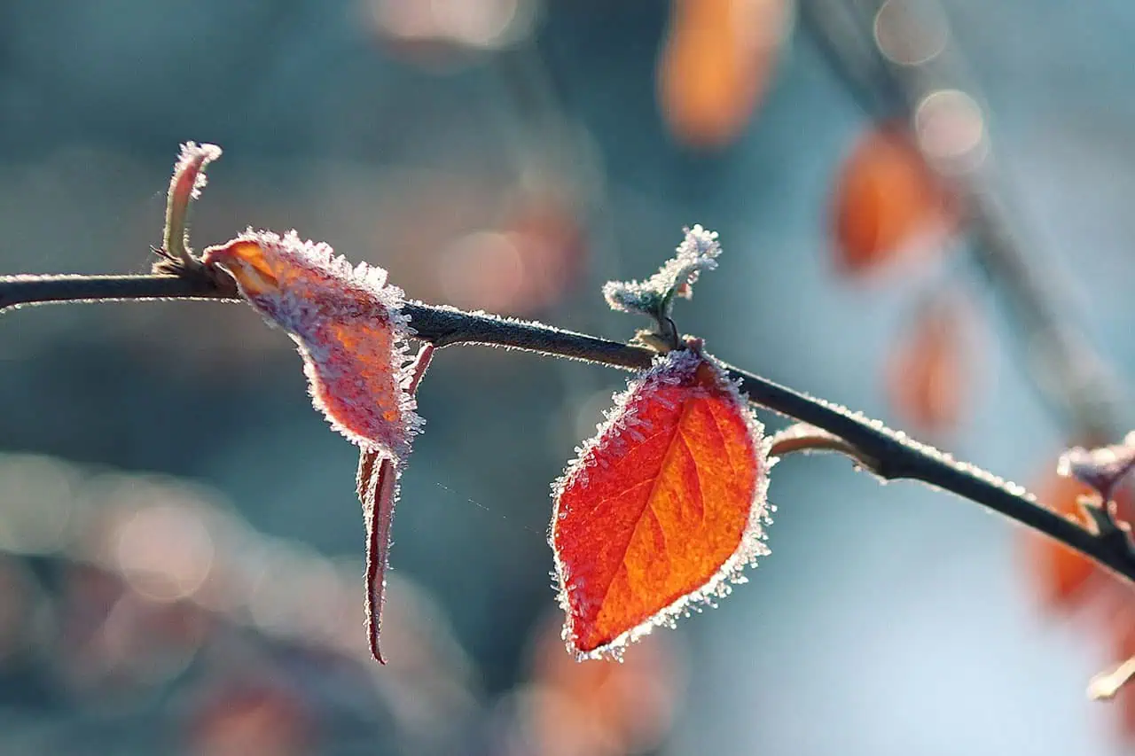 frost, advisory, warning, cold, freezing, slippery, frozen, southern, Ontario.