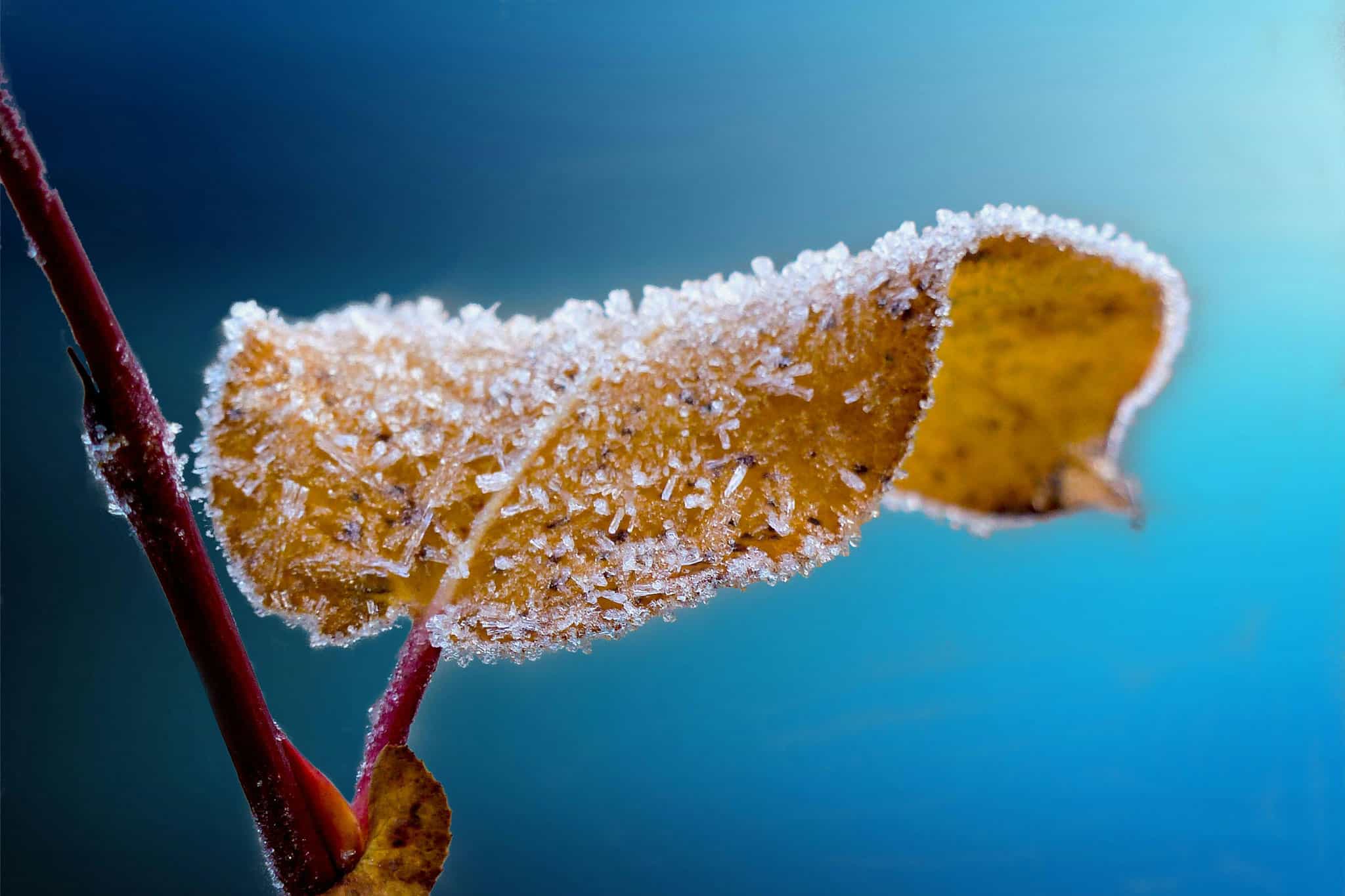 frost advisory ontario