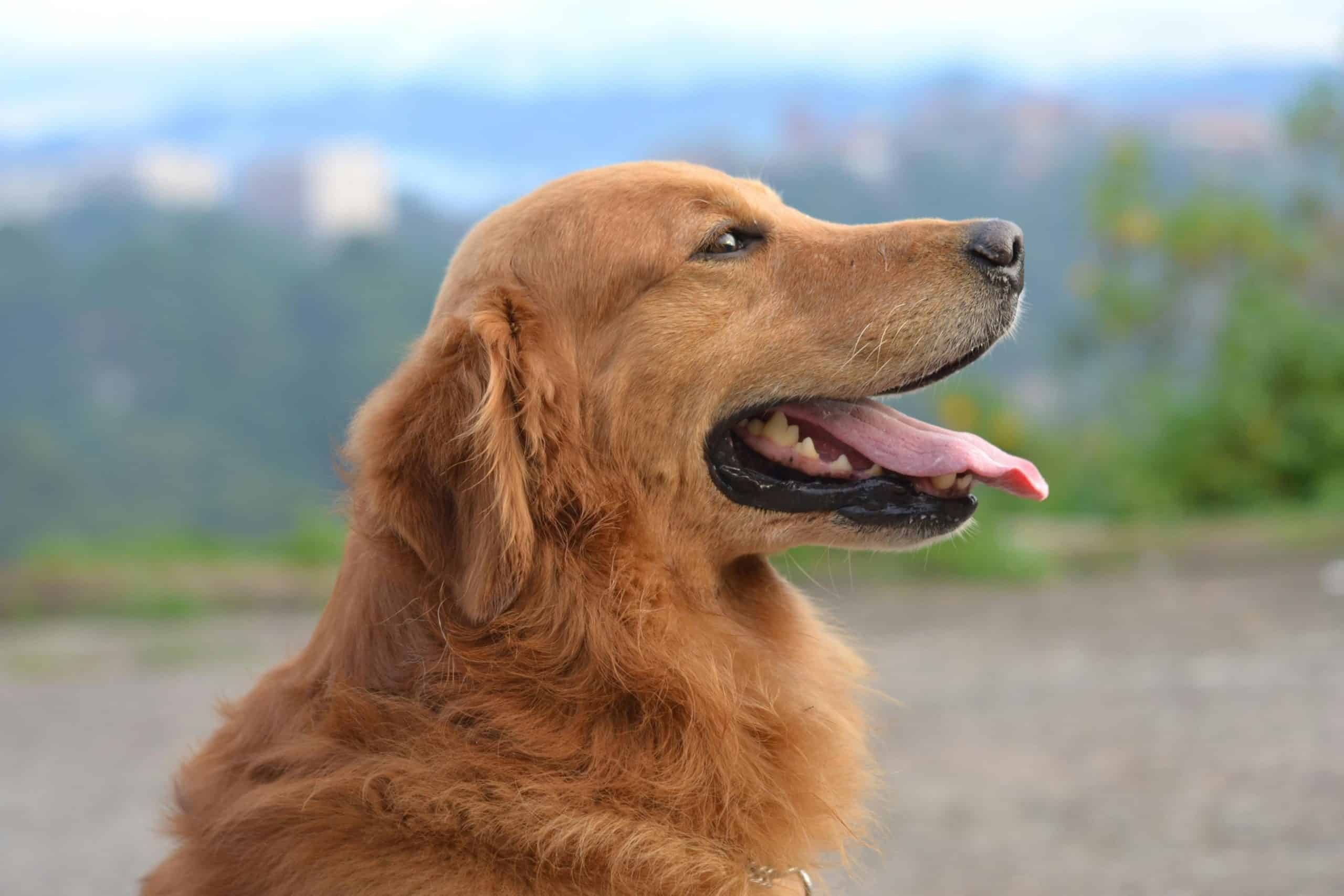 Golden retriever