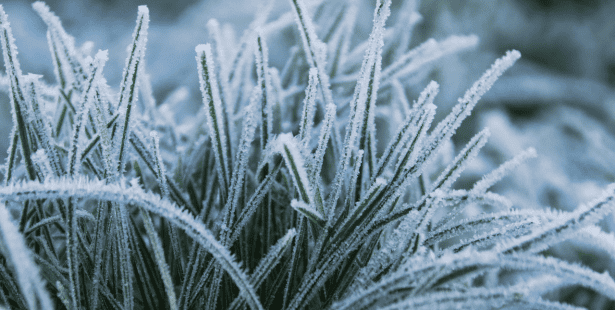 frost, advisory, warning, weather, cold, ice, plants, southern Ontario.