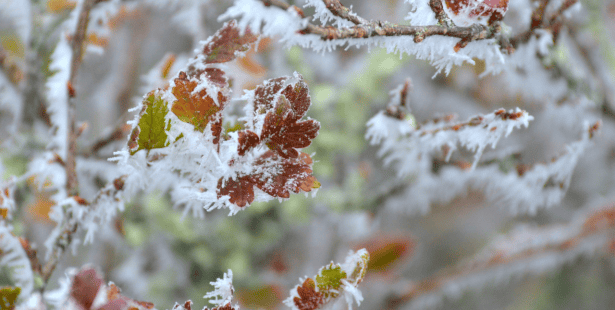 frost, advisory, warning, freezing, cold, chilly, leaves, fall, autumn, southern, Ontario.