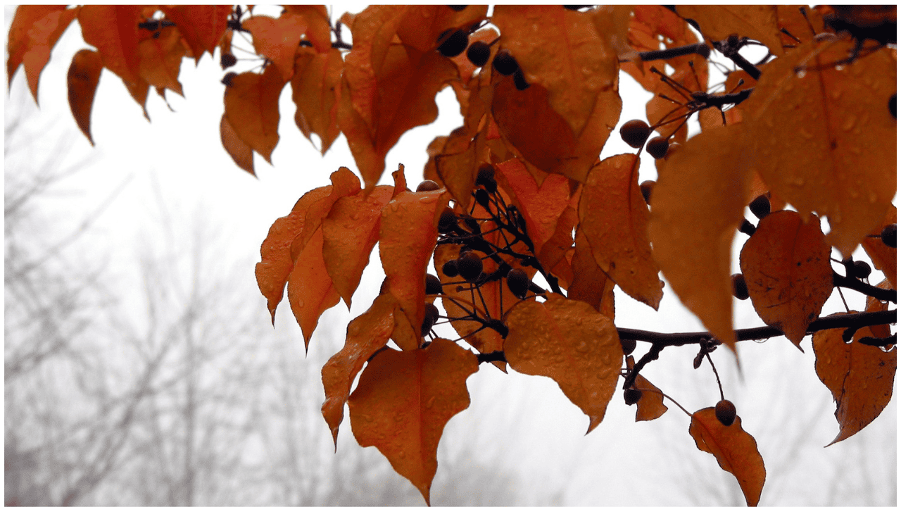 rain, windy, cool, chill, fall, autumn, Ontario.