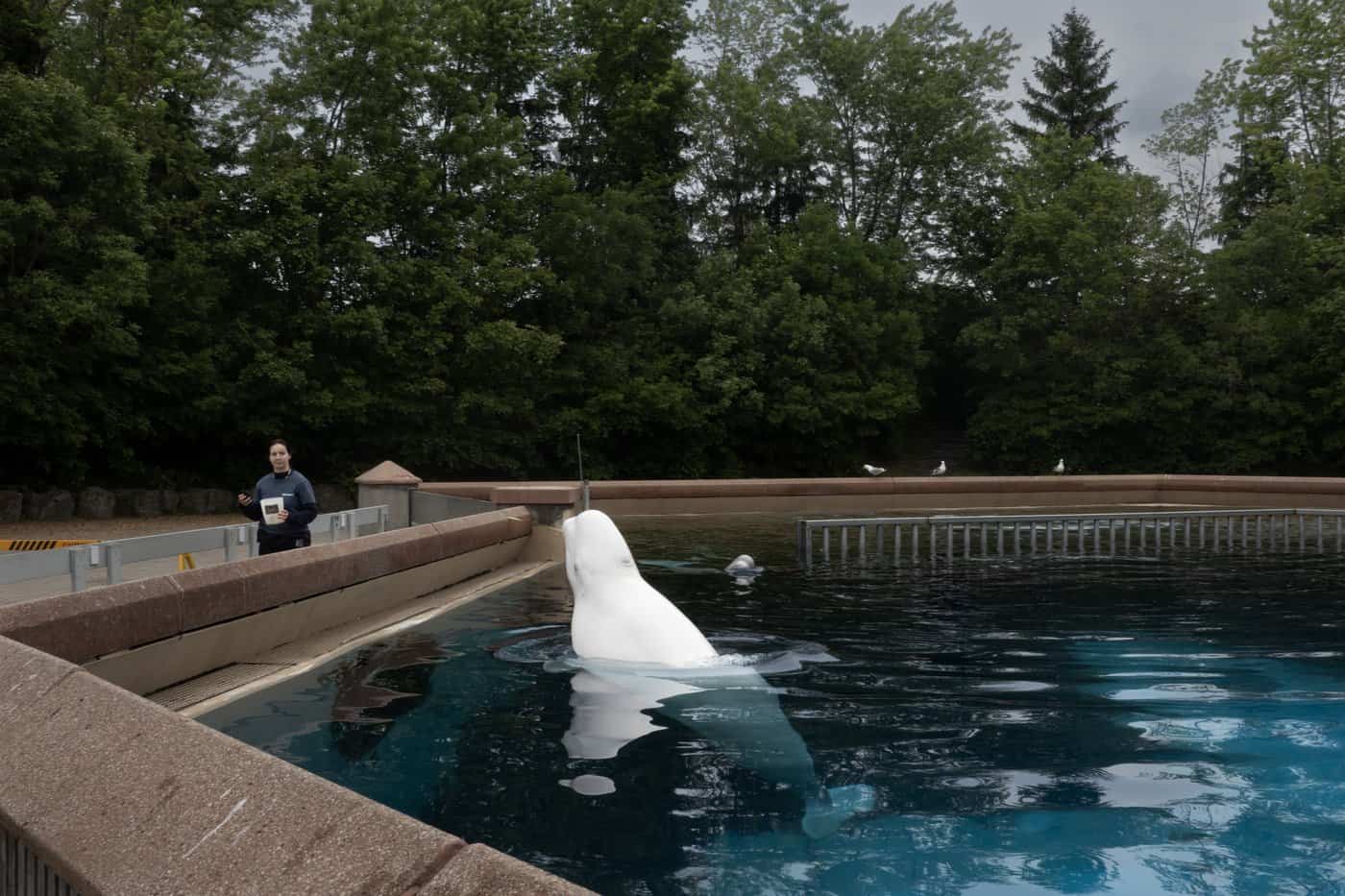 Another whale dies at Marineland in Niagara Falls, Ontario