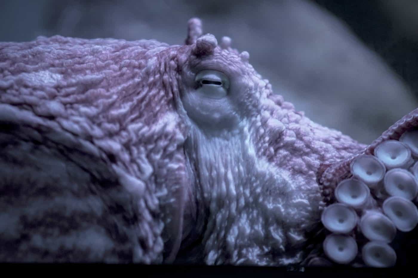 VIDEO: Octopus battles B.C.'s bomb cyclone on ocean floor