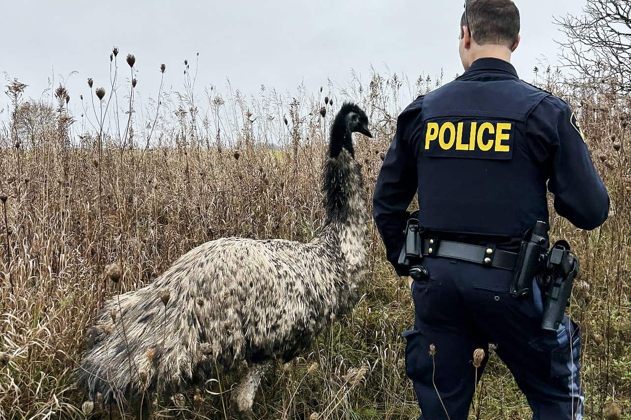 emu loose ontario