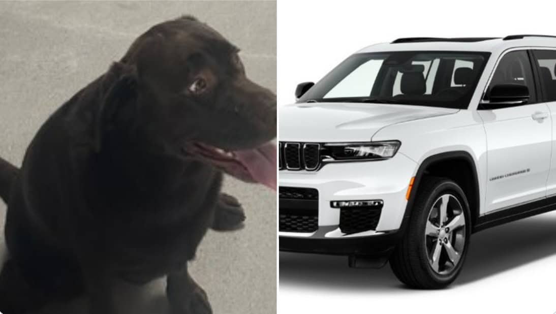 Dog in stolen SUV could be in Mississauga or Brampton, police say