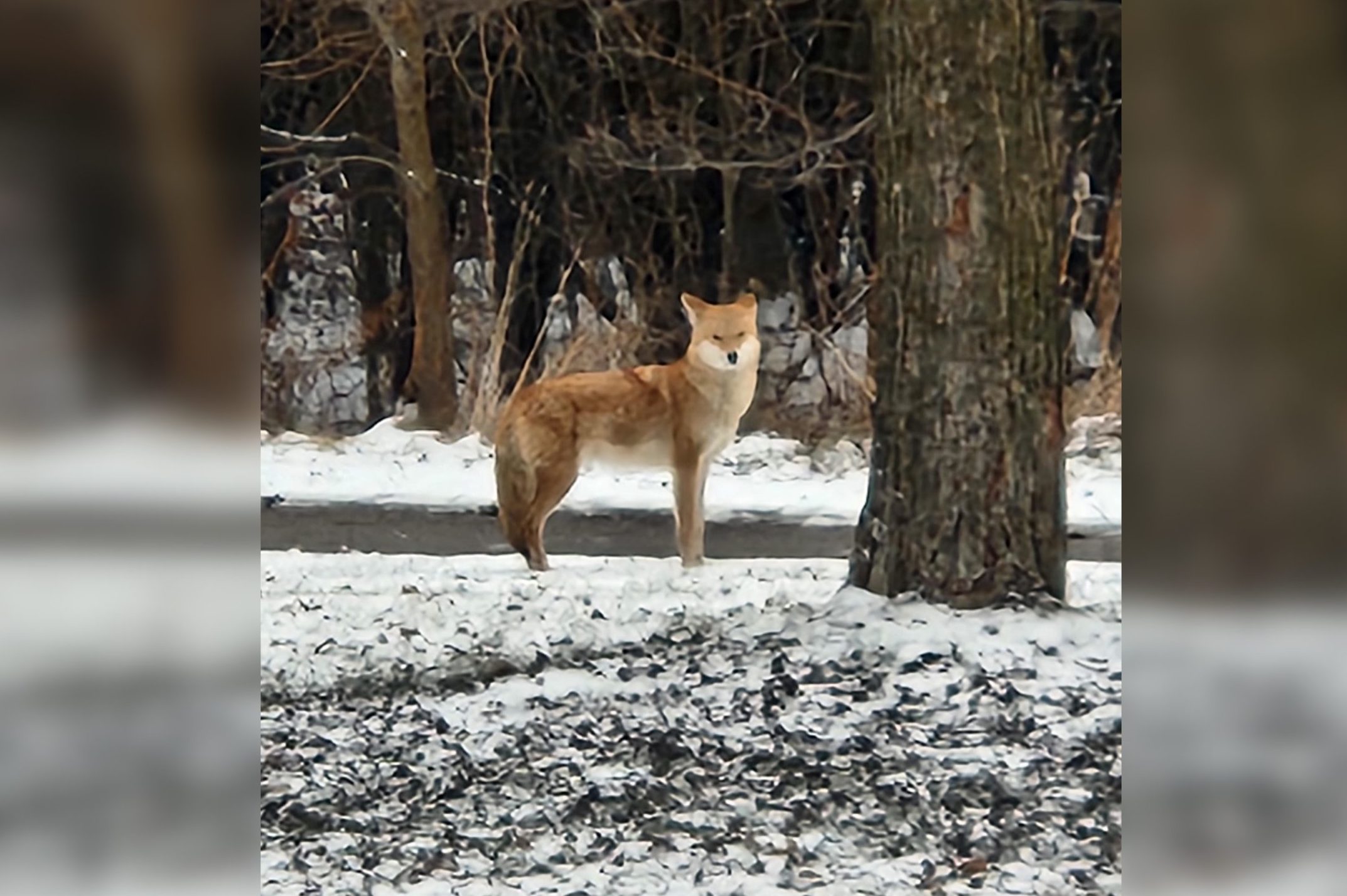 POLL: Fox or coyote? Curious canine divides viewers online in Brampton