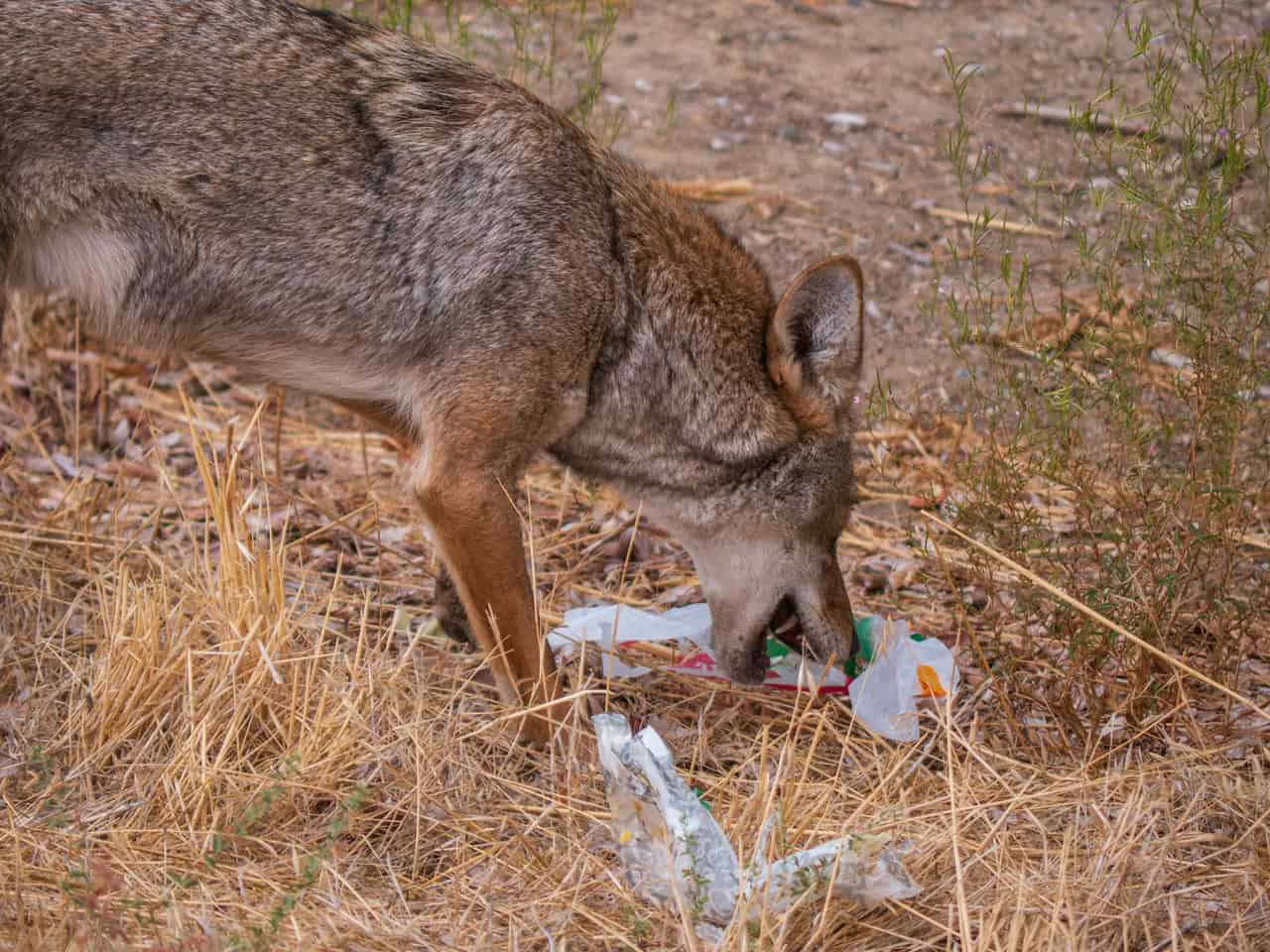 Coyotes in Mississauga eating trash December 2024.