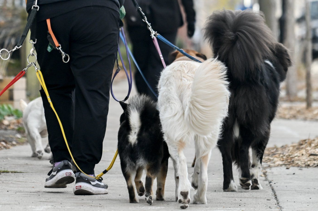 dog owners warned deadly virus