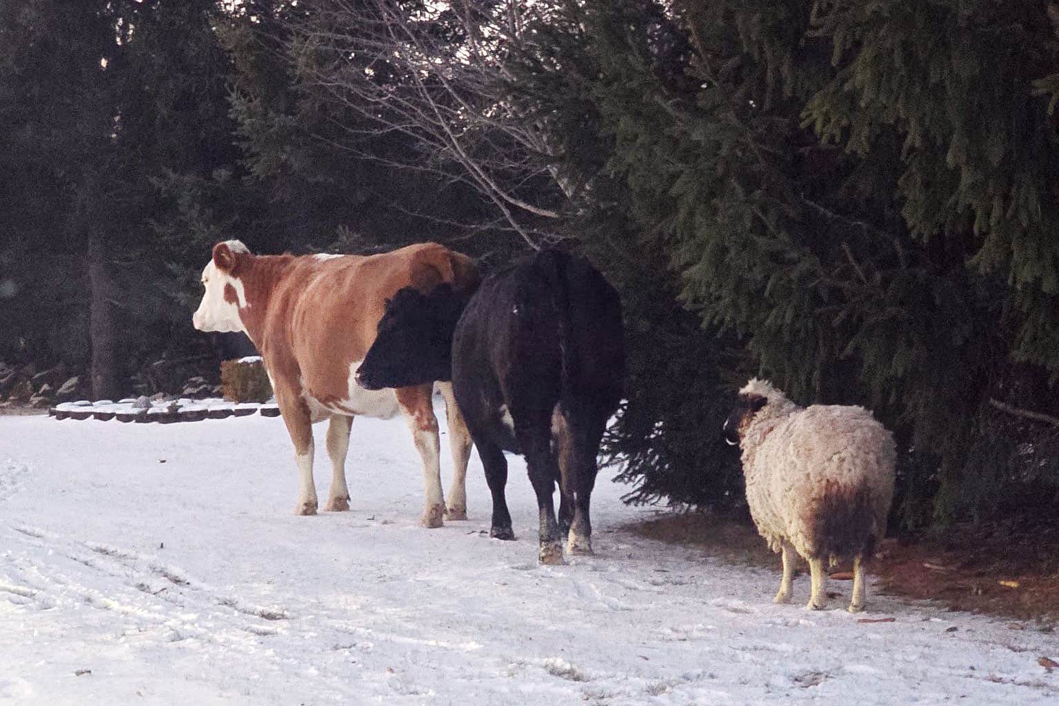 cattle sheep kemptville ontario