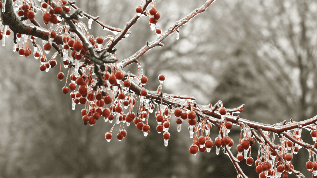 rain, snow, windy, freezing, cold, wind chill, winter, southern, advisory, Ontario.