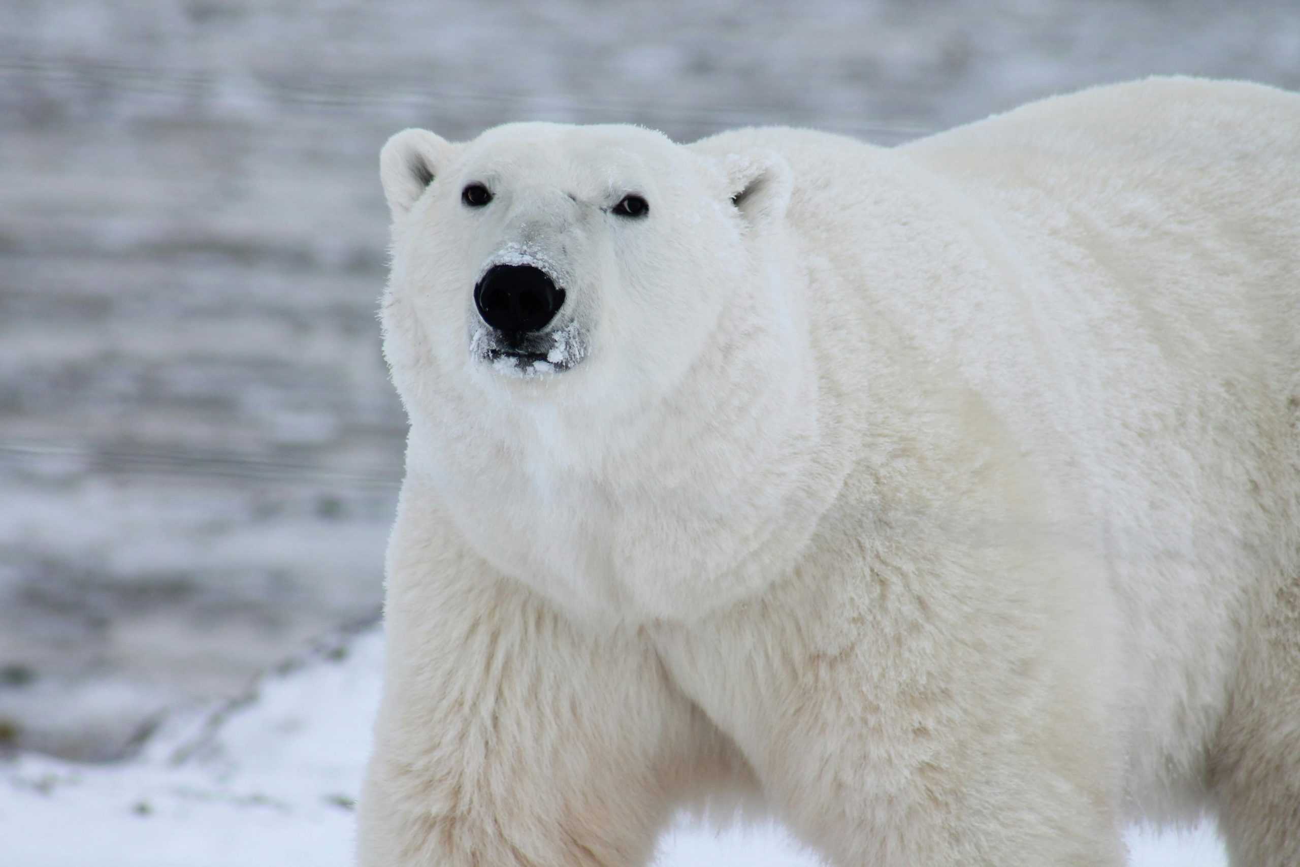 Man fights polar bear protecting wife from attack in northern Ontario