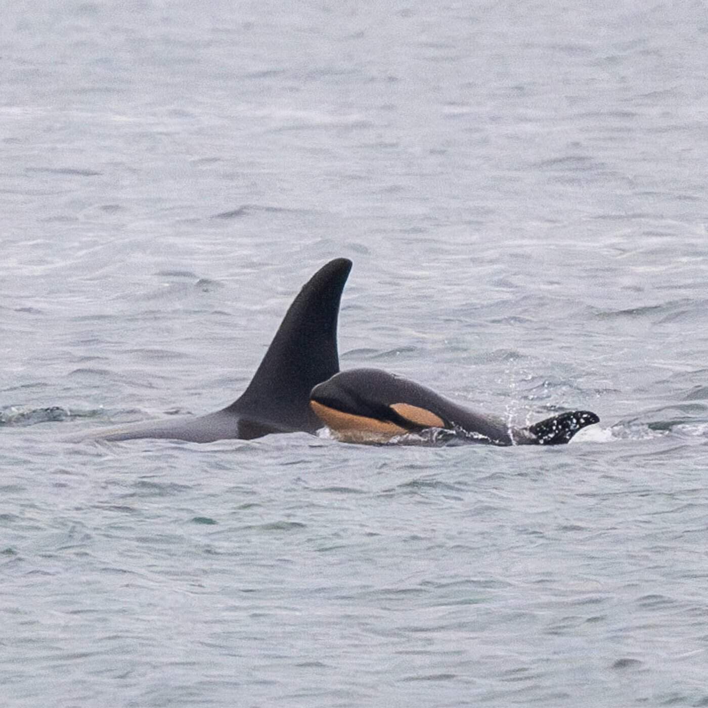 orca mother carrying dead calf